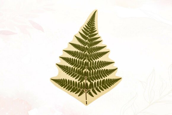 A Designer's Review: Scientific Fern Specimen Leaf Watercolor Graphics