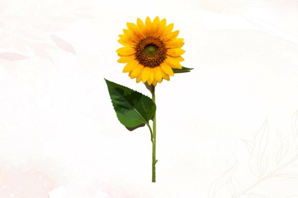 A Single Sunflower Watercolor Graphic for Illustrations