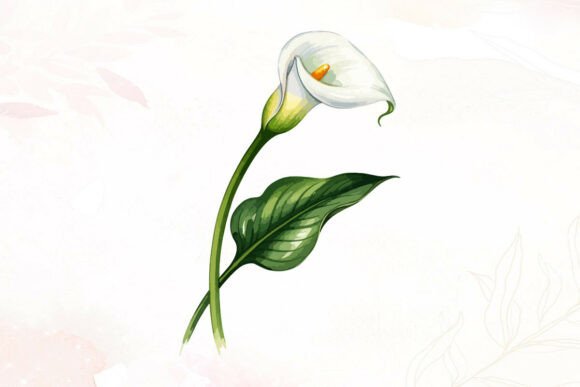 A Watercolor Calla Lily Graphics Illustration Review for Clients